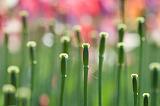 Yesterday's Tulips_53549